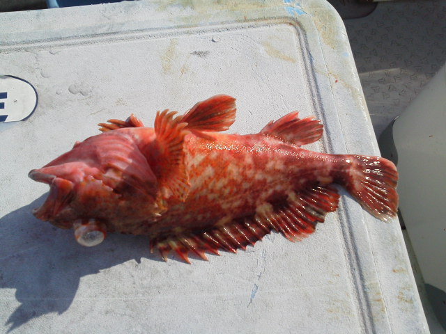 船釣り初心者でも釣れる根魚カサゴ