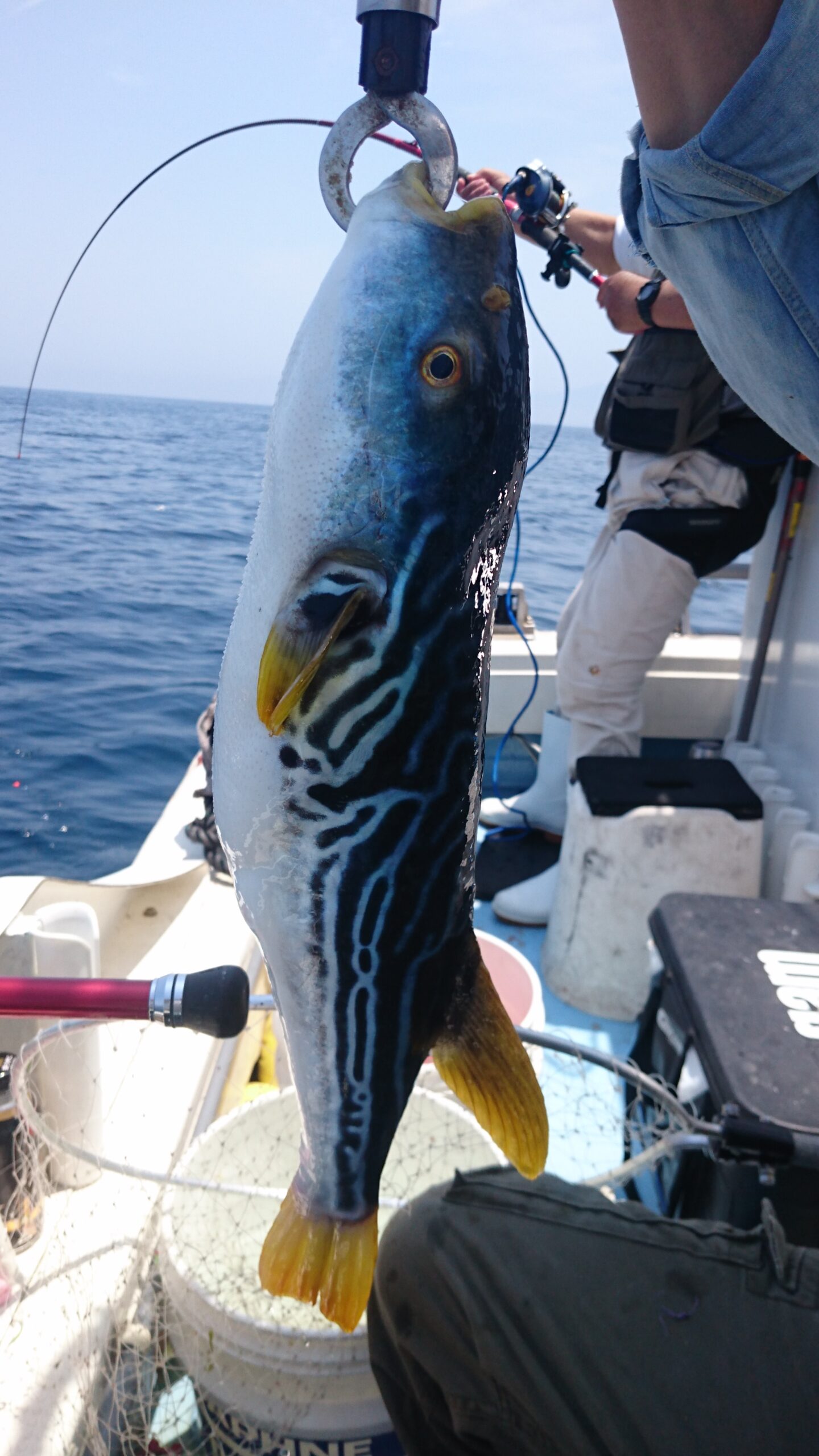 船釣りで釣れたソウシハギ。白い迷路模様と黄色いヒレが特徴の魚