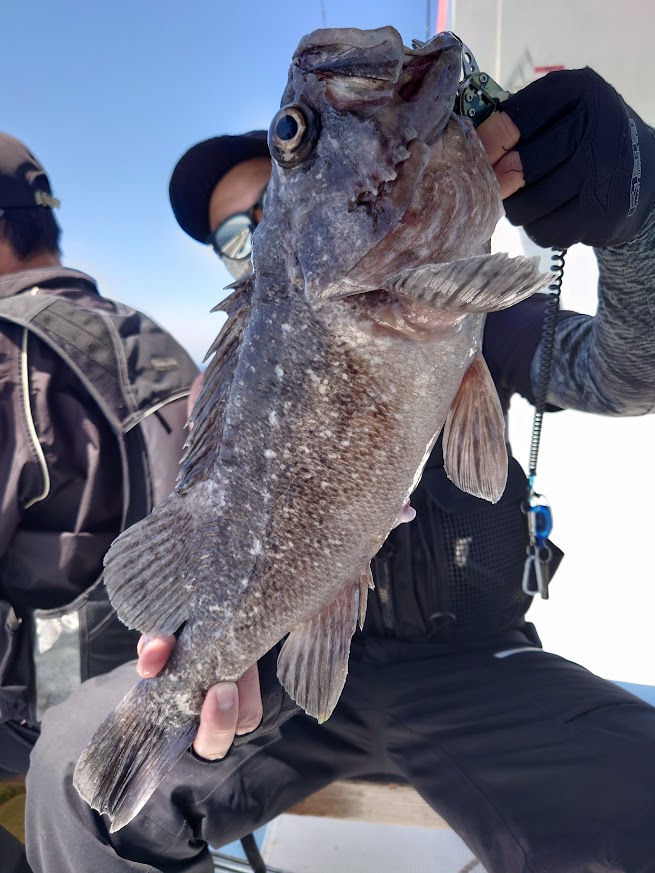 船釣りで釣れたソイの実釣写真