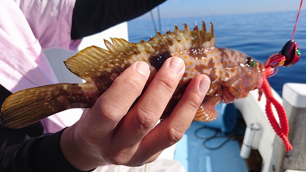 船の上で釣れたオコゼ。背びれの毒針に注意が必要な魚