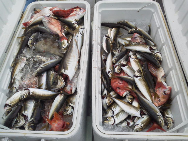 アジ釣り初心者におすすめのサビキ釣りの釣果写真